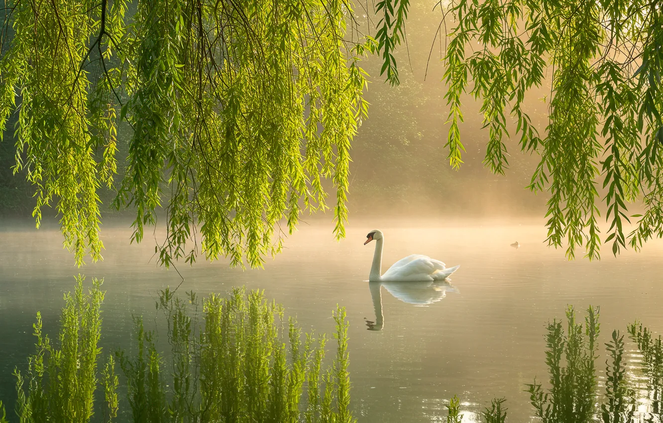Photo wallpaper water, lake, reflection, Wallpaper, haze, wallpaper, Swan, swan