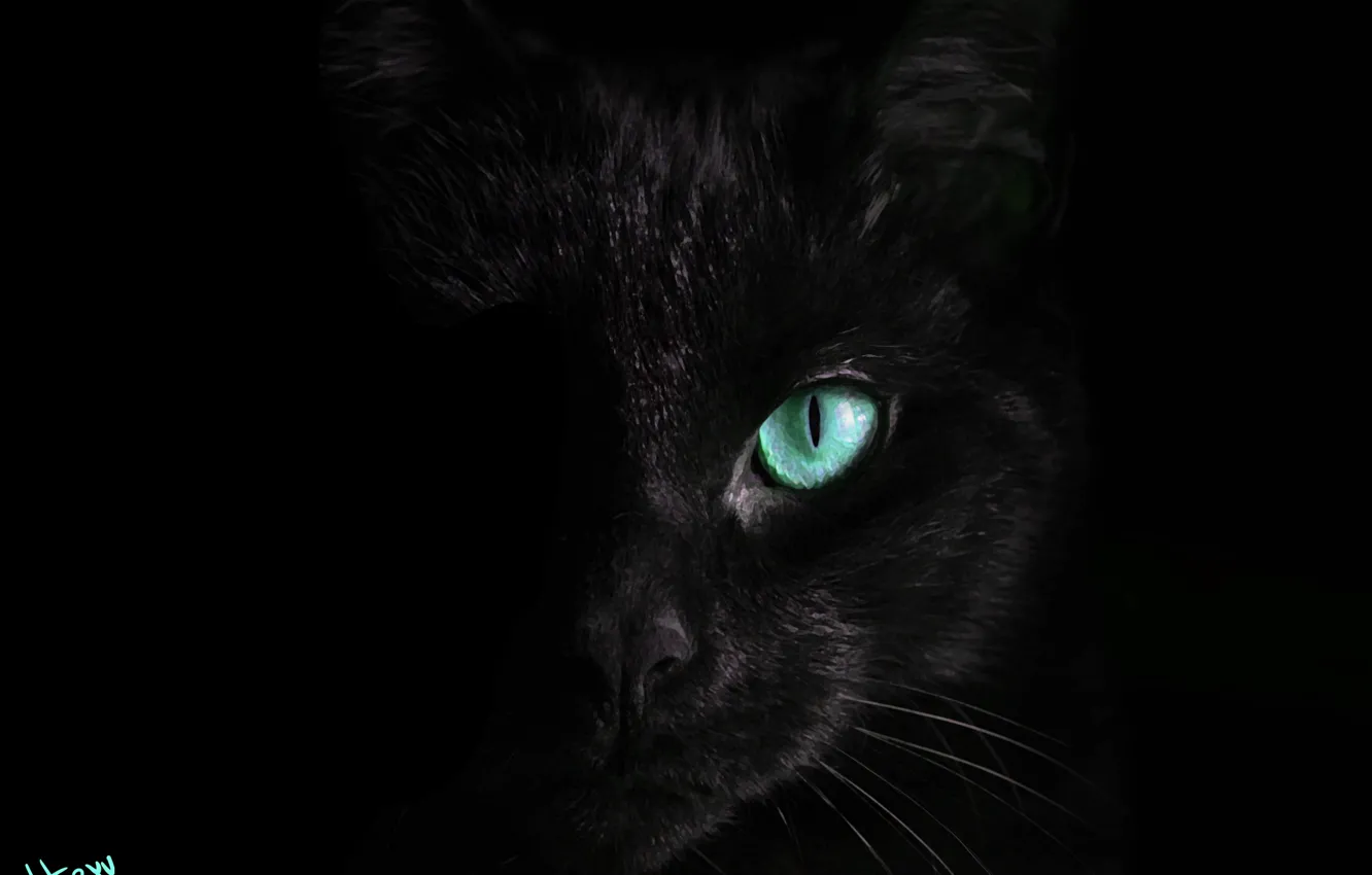 Photo wallpaper cat, black, turquoise eyes