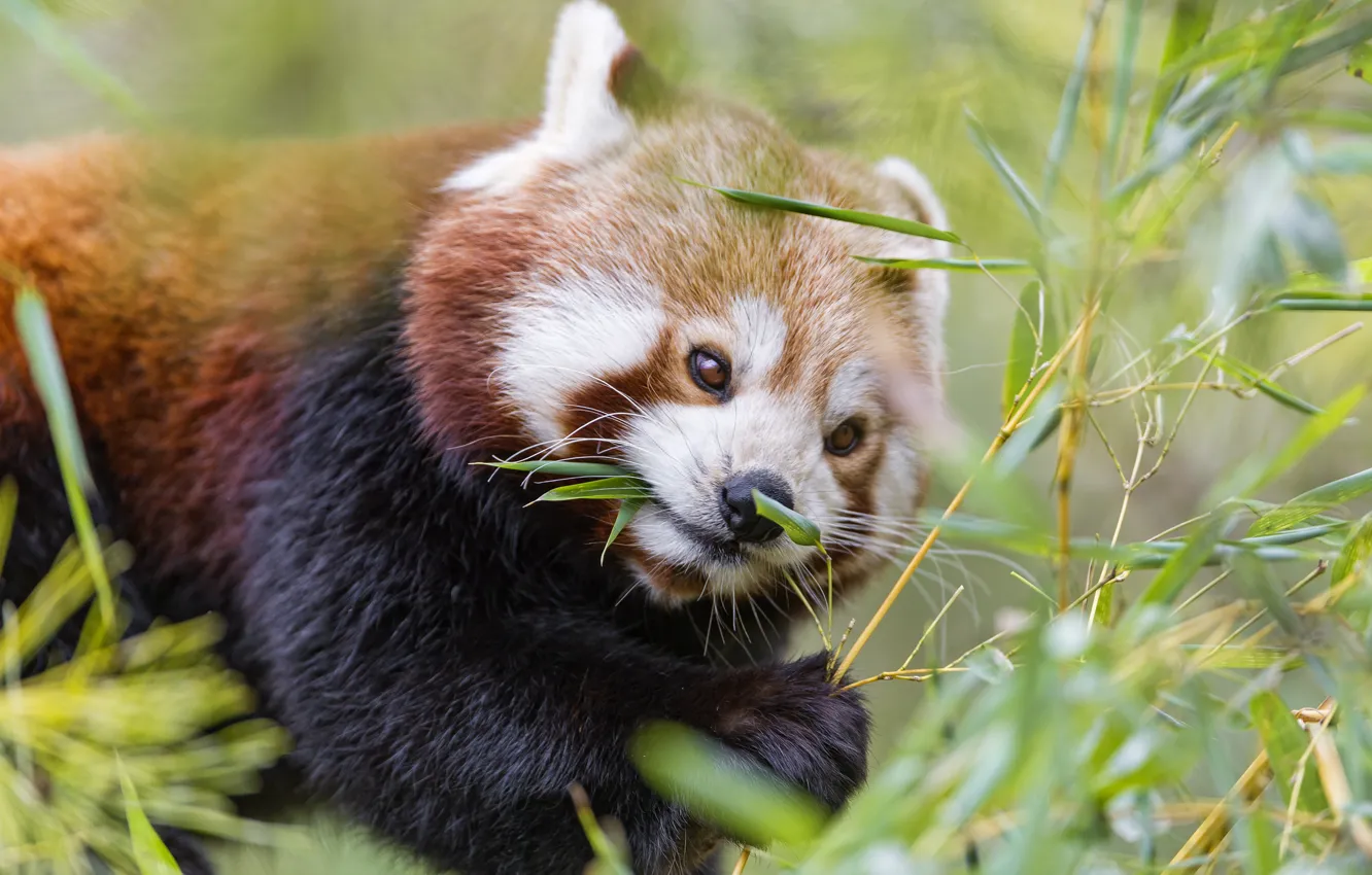 Photo wallpaper branch, bamboo, red Panda, firefox, red Panda, ©Tambako The Jaguar