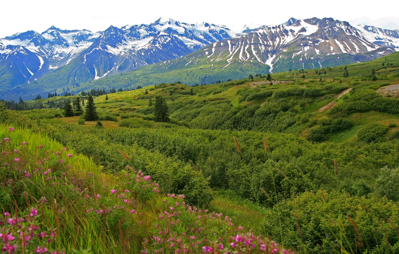 Photo wallpaper the sky, flowers, mountains, valley, meadow