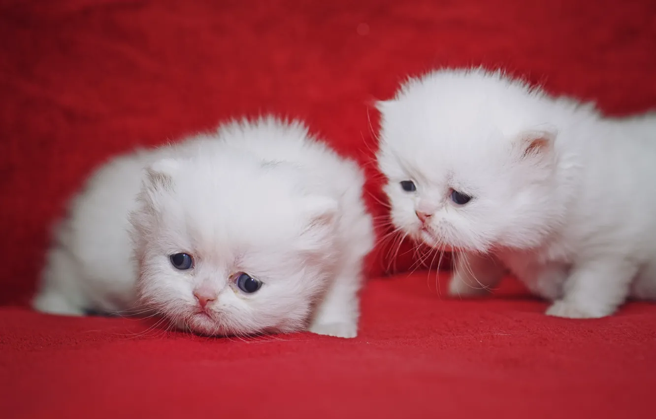 Photo wallpaper kittens, kids, a couple, cuties, Persian cat