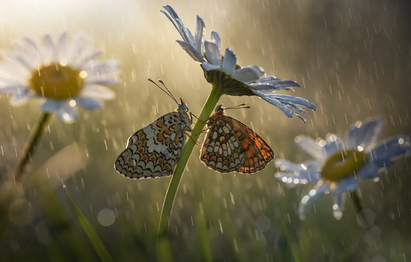 Photo wallpaper macro, butterfly, flowers, insects, nature, rain, chamomile, bokeh