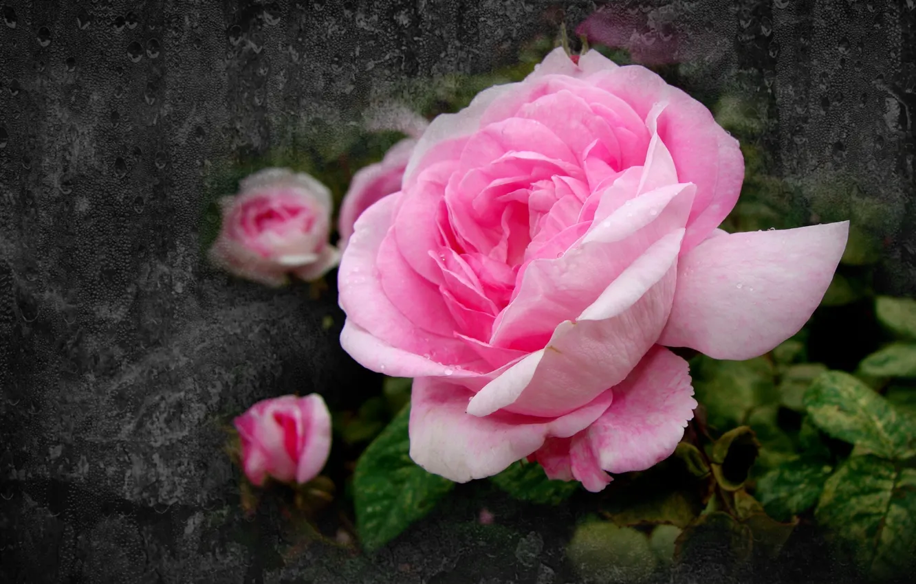 Photo wallpaper flowers, roses, beauty is in simplicity, author's photo by Elena Anikina, pink rose