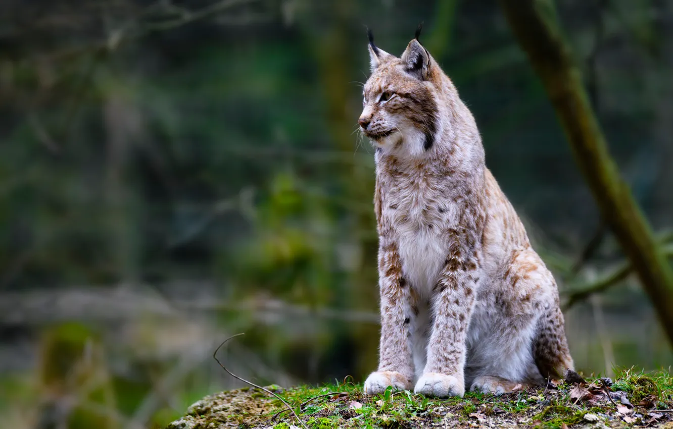 Photo wallpaper lynx, wild cat, bokeh