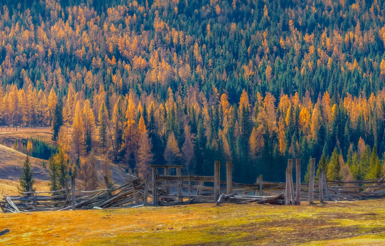 Photo wallpaper trees, yellow grass, fence, old wood, Shvartsman Evgeny, Altai autumn