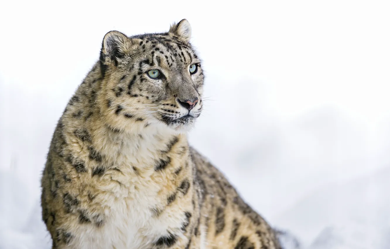 Photo wallpaper IRBIS, snow leopard, big cat