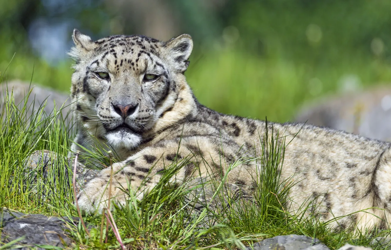 Photo wallpaper cat, grass, stay, IRBIS, snow leopard, ©Tambako The Jaguar