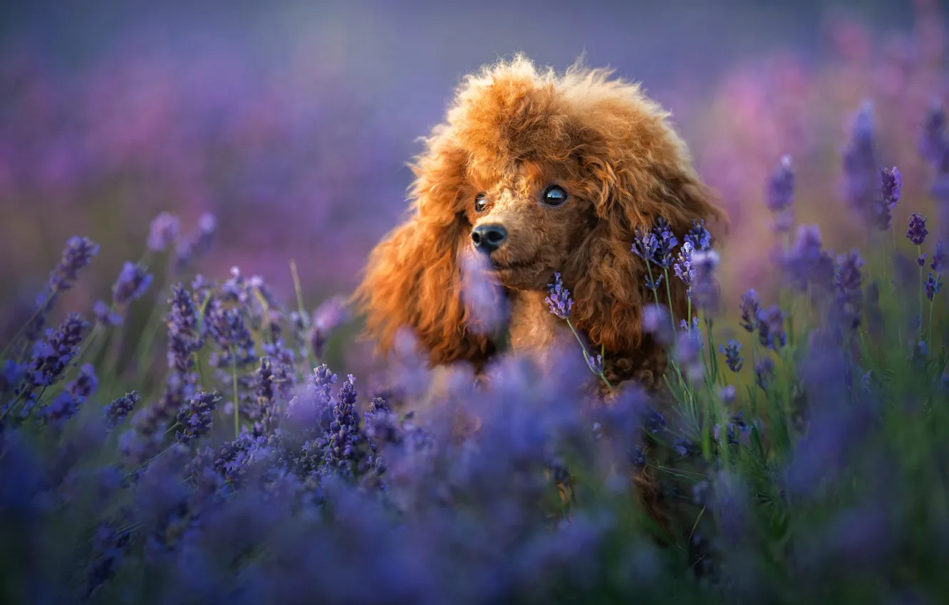 Photo wallpaper look, flowers, nature, pose, portrait, dog, red, puppy