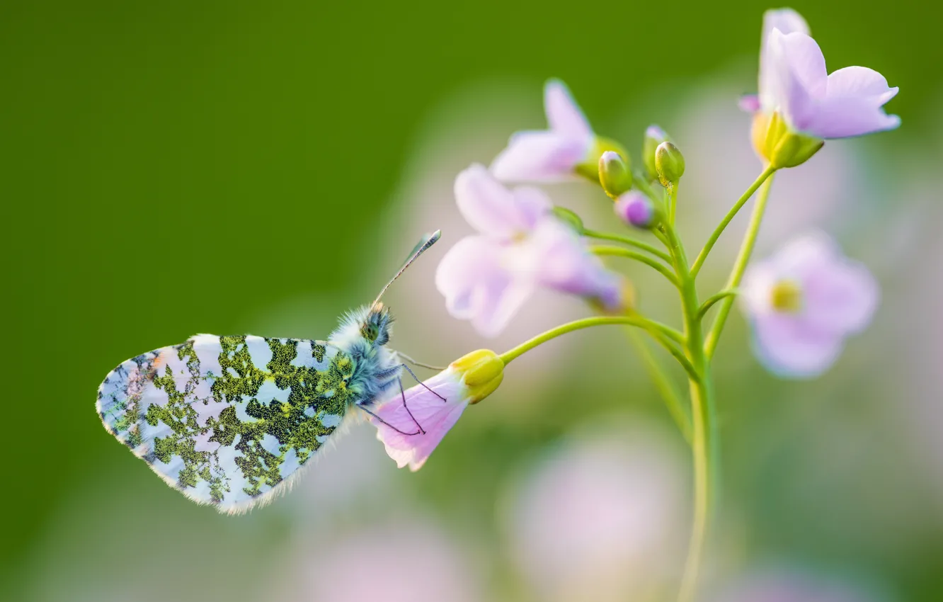 Photo wallpaper flower, bokeh, Babochka, dawn