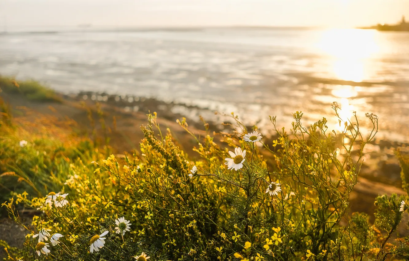 Photo wallpaper greens, beach, summer, grass, the sun, rays, light, flowers