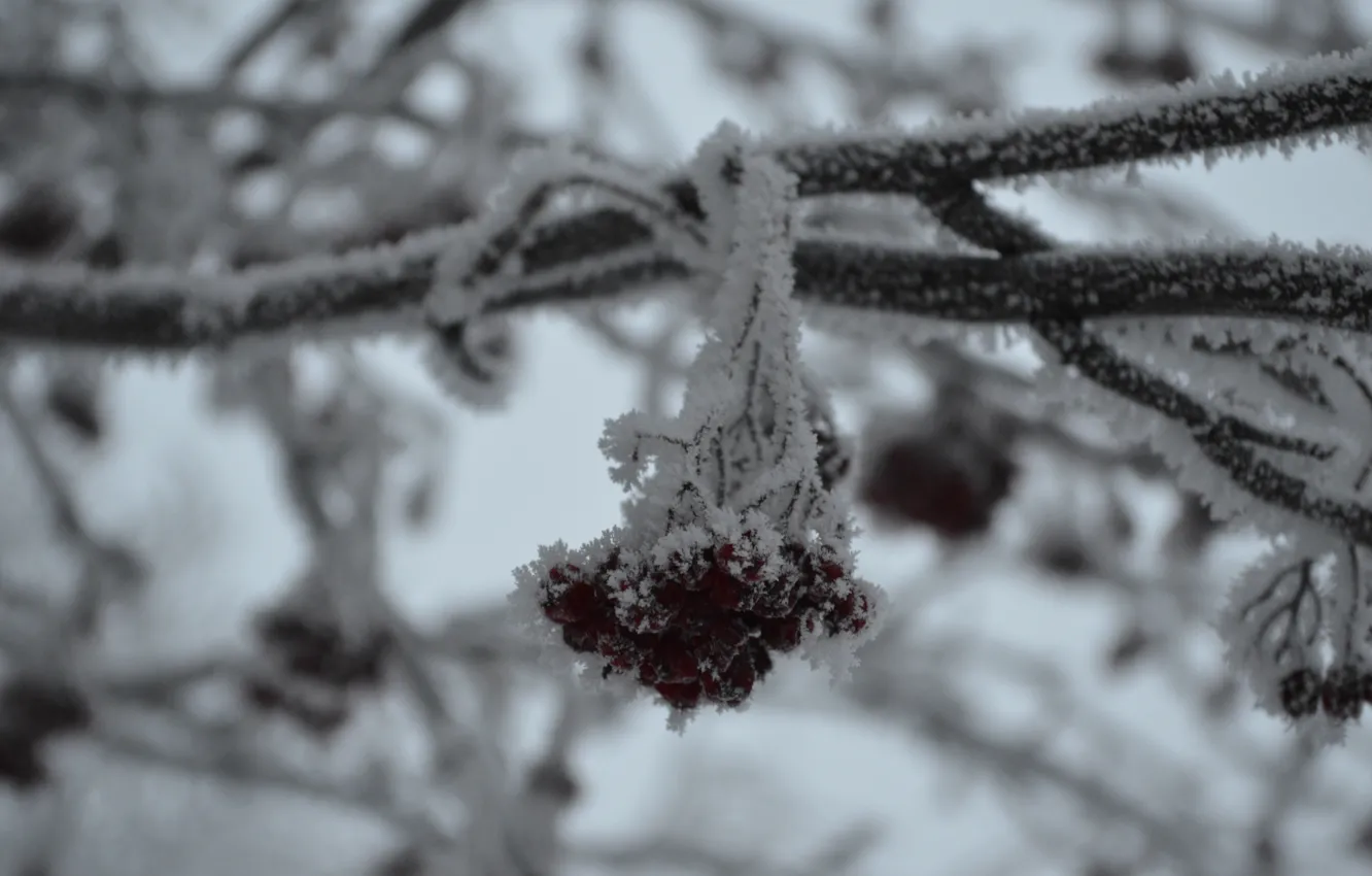 Photo wallpaper winter, frost, frost, Rowan