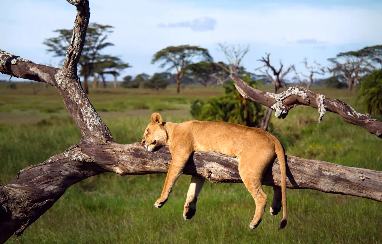 Photo wallpaper trees, Leo, sleeping, Africa, lioness, Tanzania, Serengeti