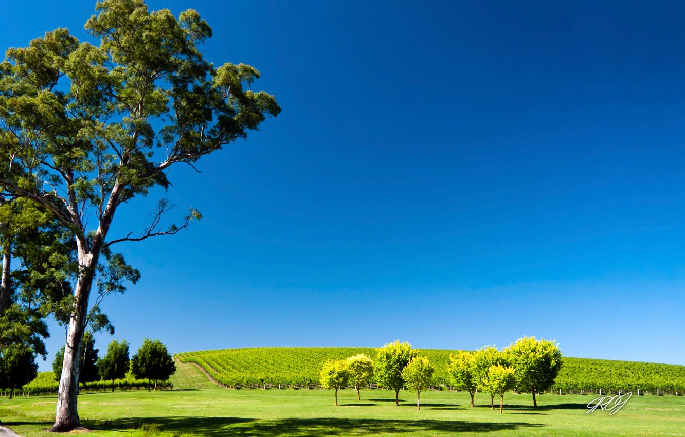 Photo wallpaper field, trees, garden, Australia