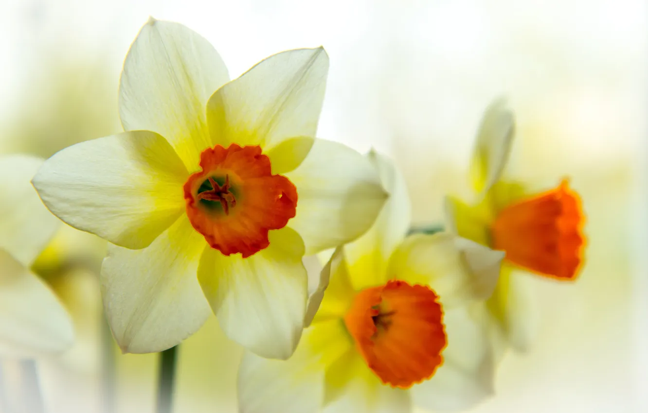 Photo wallpaper macro, flowers, bouquet, spring, daffodils