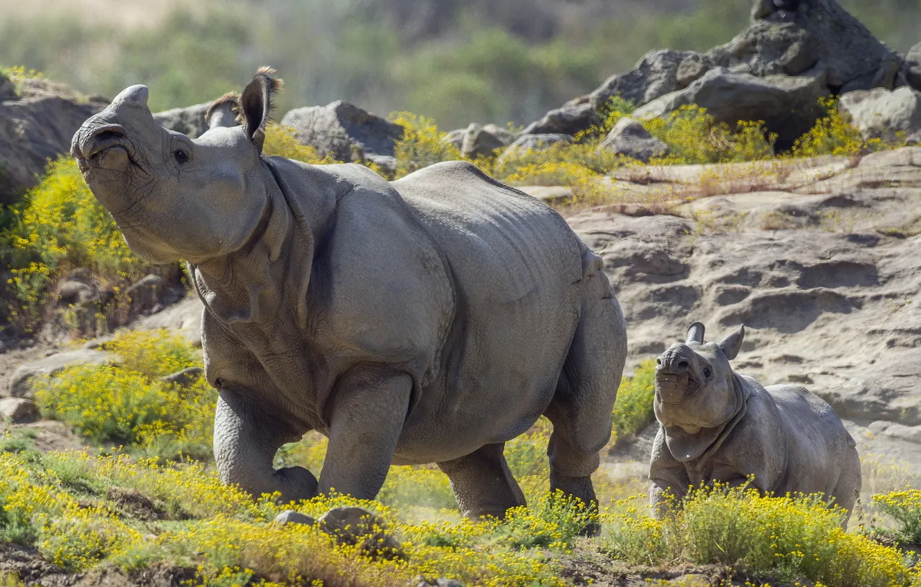 Photo wallpaper background, rhinos, Priroda