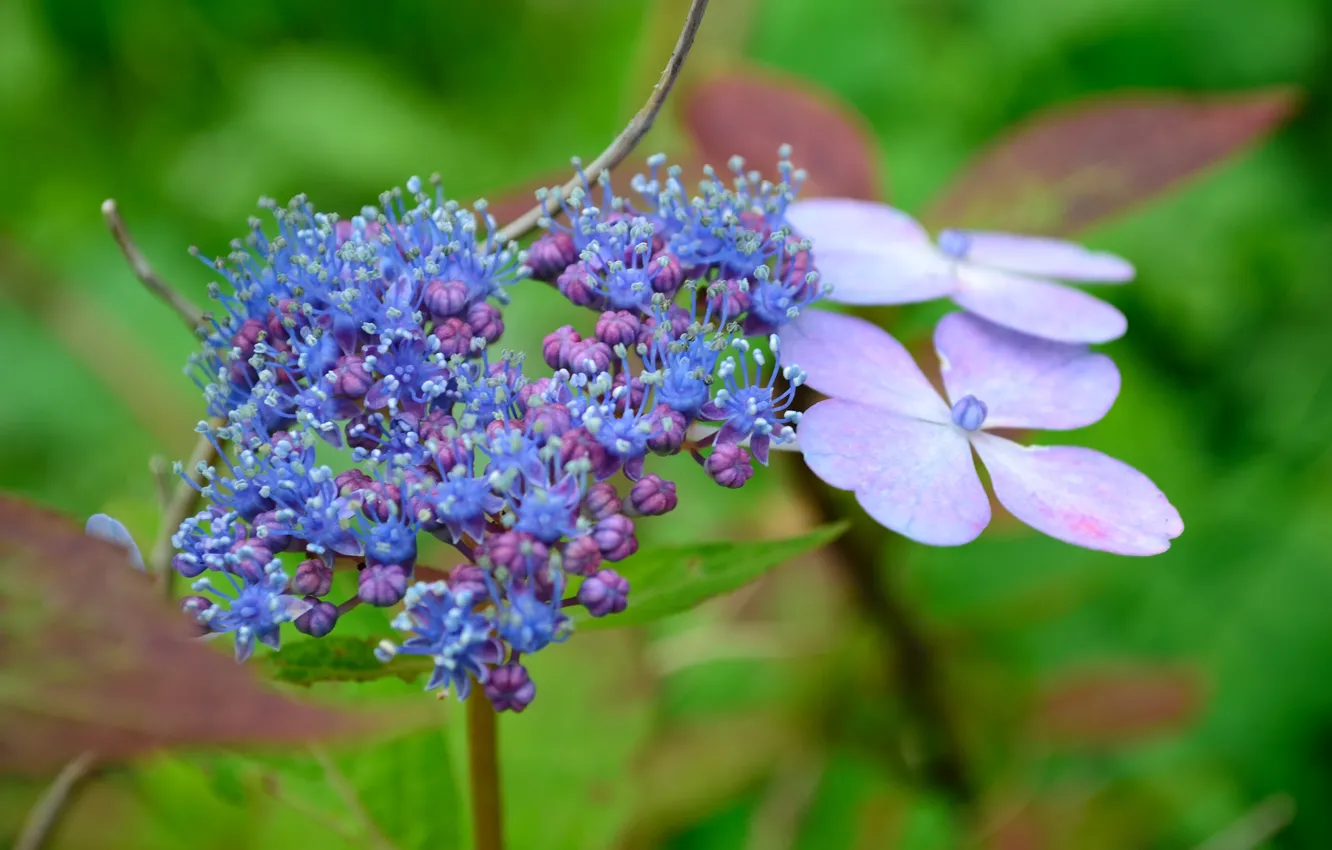 Photo wallpaper flowers, flowering, hydrangea