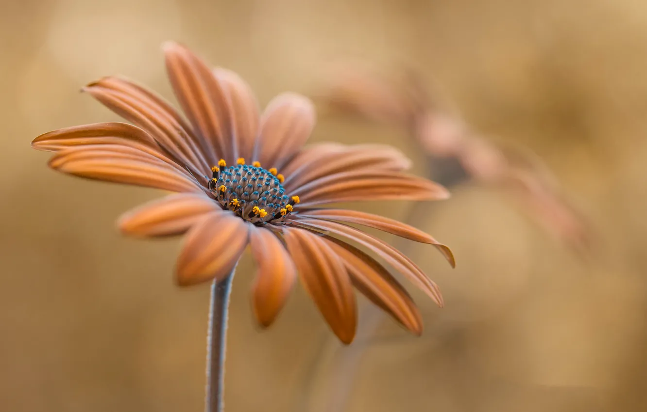 Photo wallpaper flowers, nature, plant, petals, stem