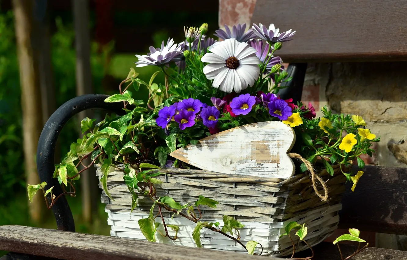 Photo wallpaper flowers, flowerbed, Petunia