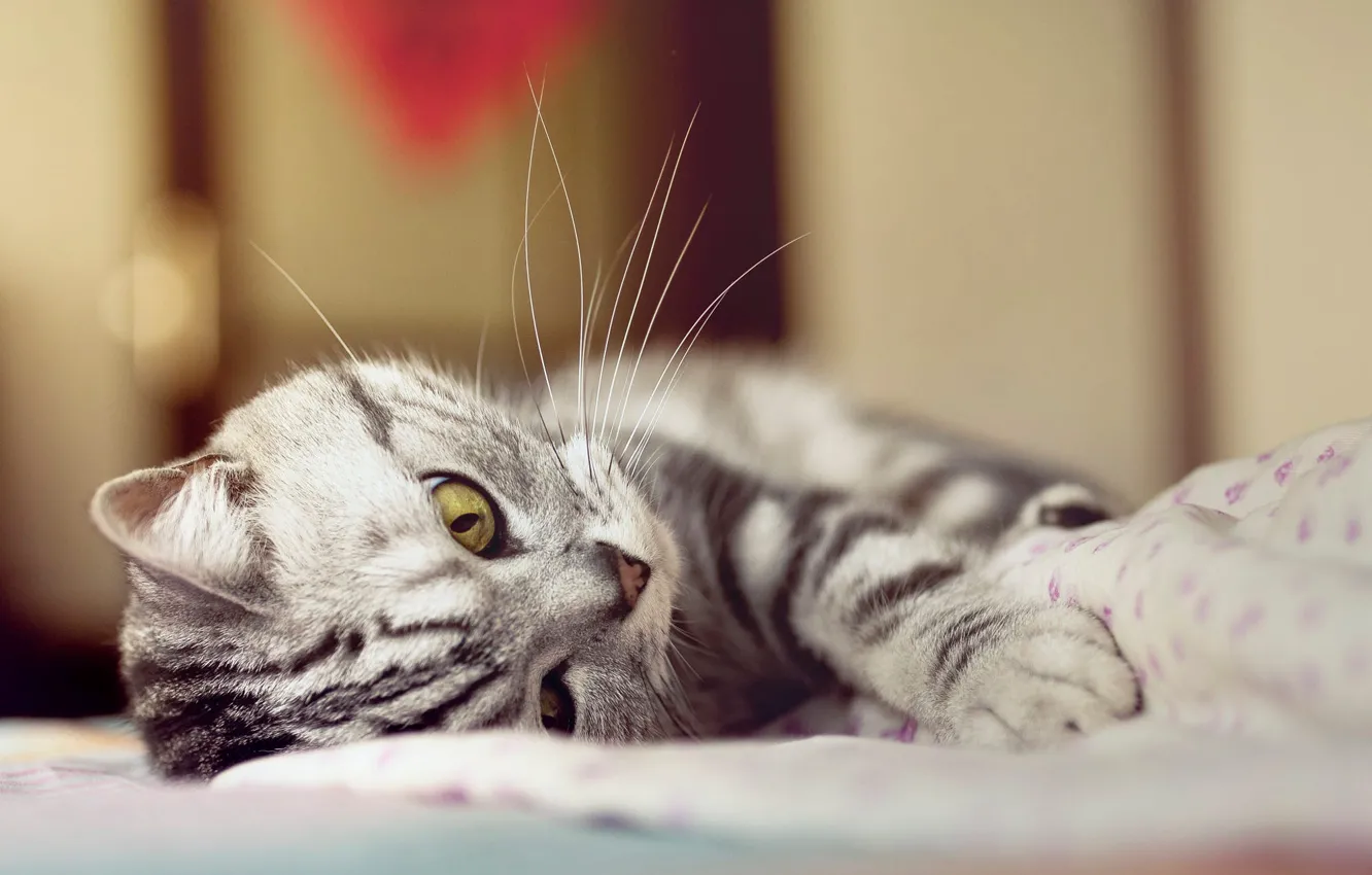 Photo wallpaper cat, cat, mustache, look, pose, portrait, bed, lies