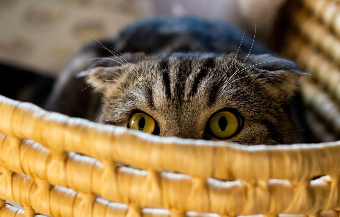 Photo wallpaper cat, cat, look, face, grey, portrait, basket, striped
