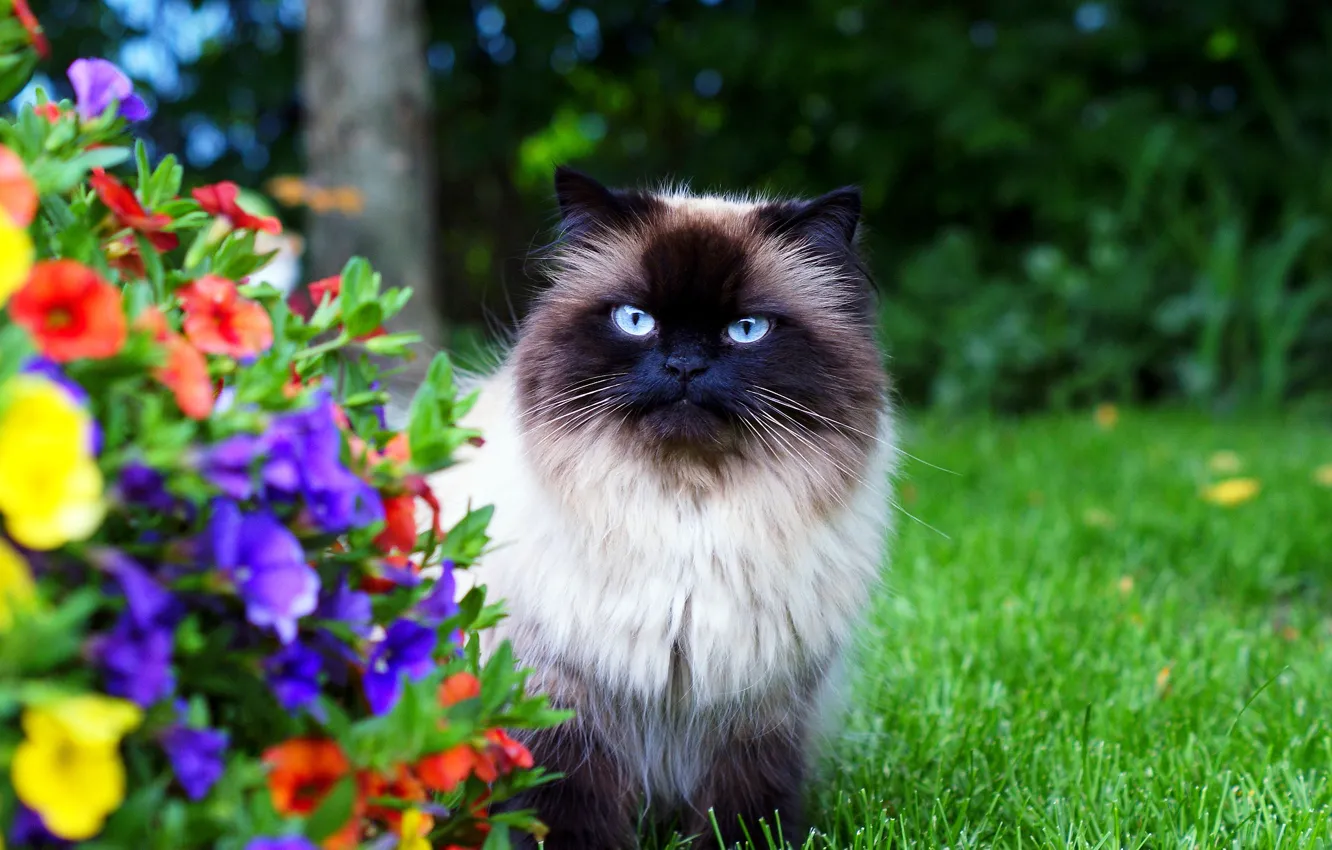 Photo wallpaper cat, grass, flowers, fluffy, garden, Himalayan