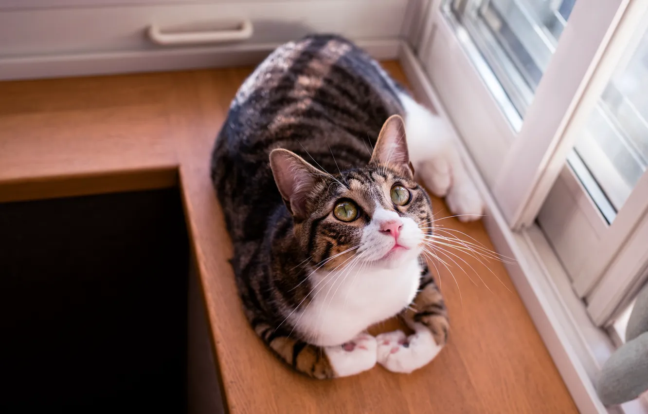 Photo wallpaper cat, cat, look, light, pose, grey, cat, window