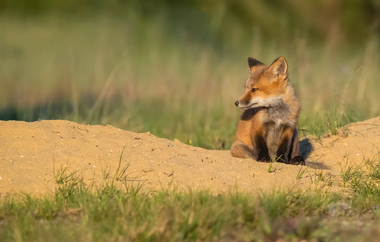Photo wallpaper sand, grass, look, nature, pose, Fox, face, sitting