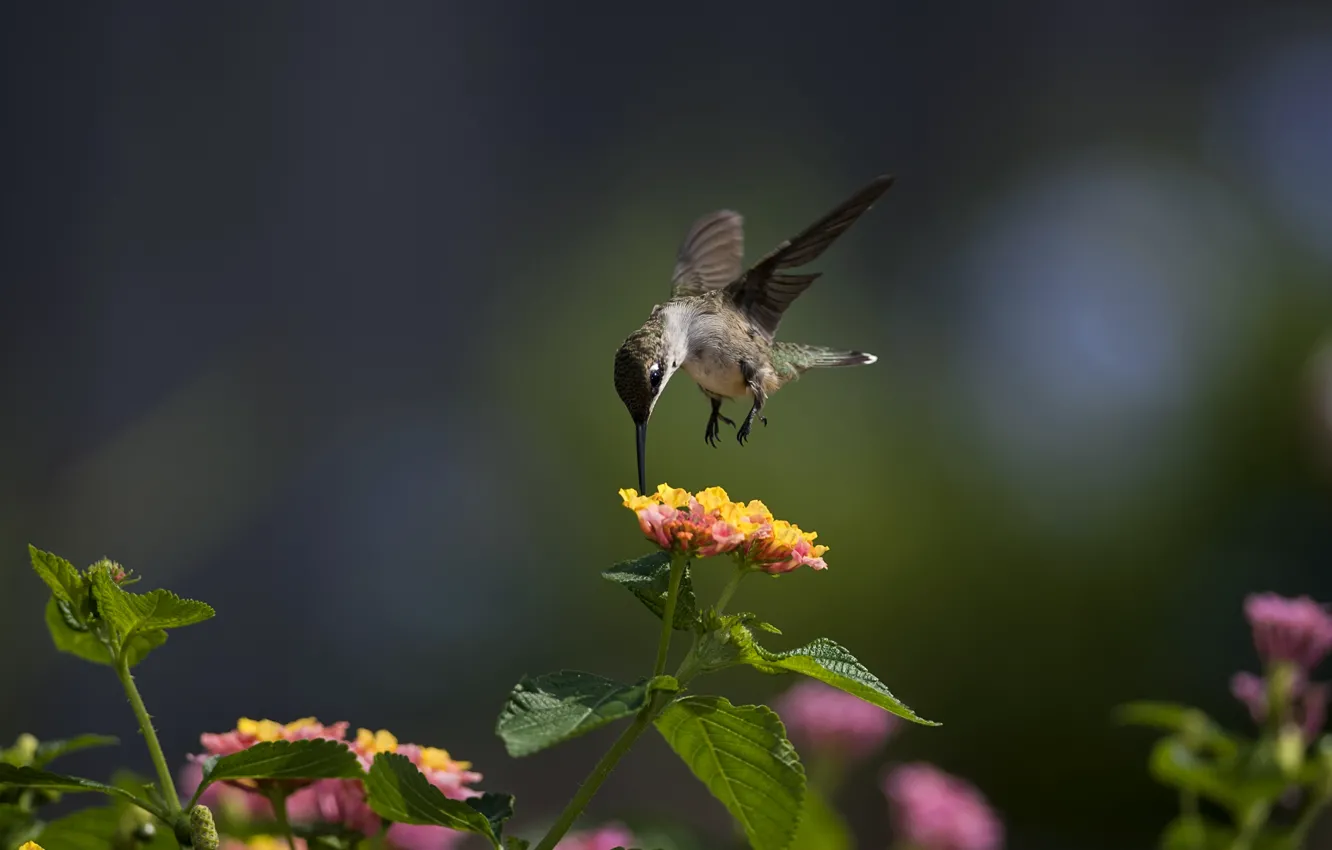 Photo wallpaper macro, flowers, bird, Hummingbird, Sunny