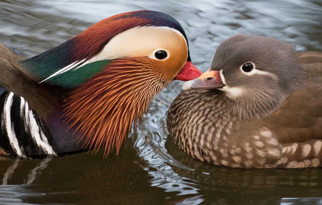 Photo wallpaper water, love, nature, pond, bird, cute, duck, pair