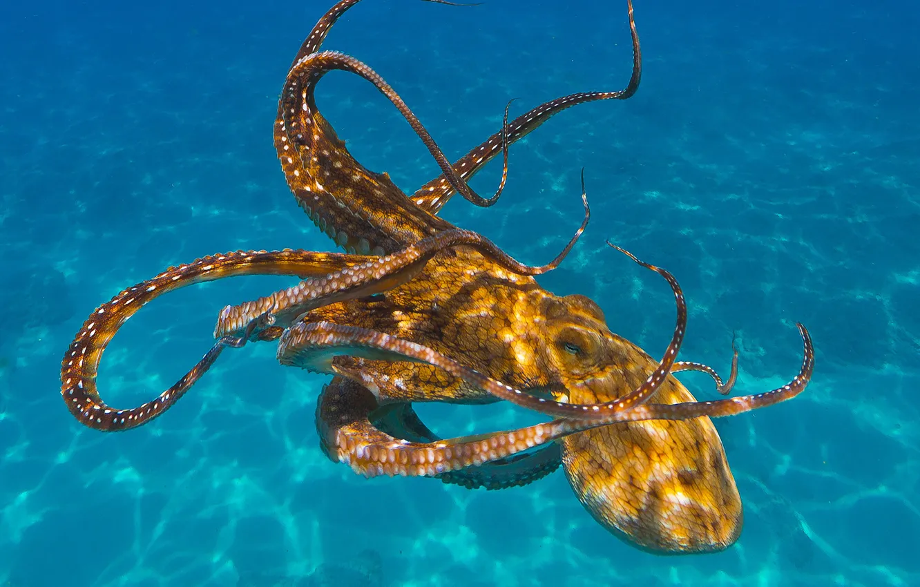 Photo wallpaper sea, water, light, octopus, underwater world, under water, blue background, swimming