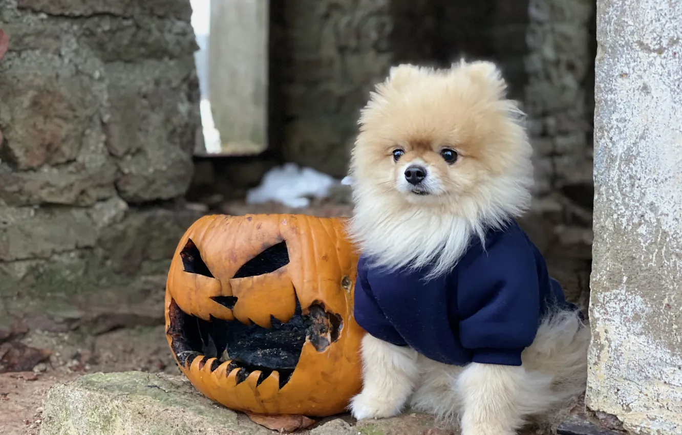 Photo wallpaper autumn, look, nature, pose, dog, Halloween, Halloween, face