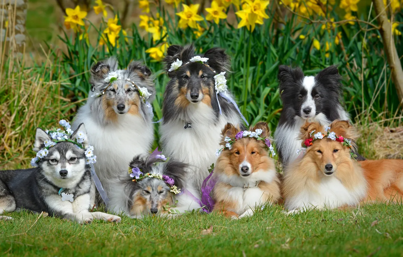 Photo wallpaper dogs, flowers, daffodils, Sheltie, wreaths, The border collie, Shetland Sheepdog, friendly company