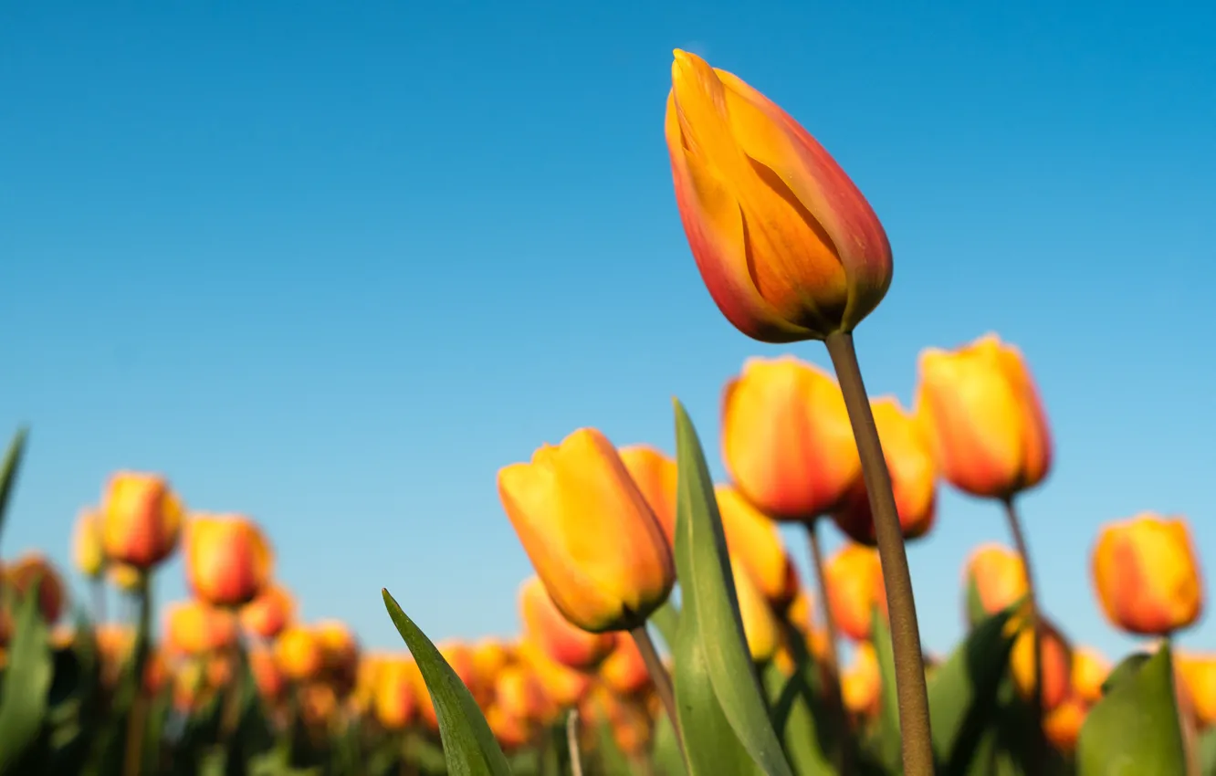 Photo wallpaper the sky, flowers, yellow, blue, spring, tulips, buds