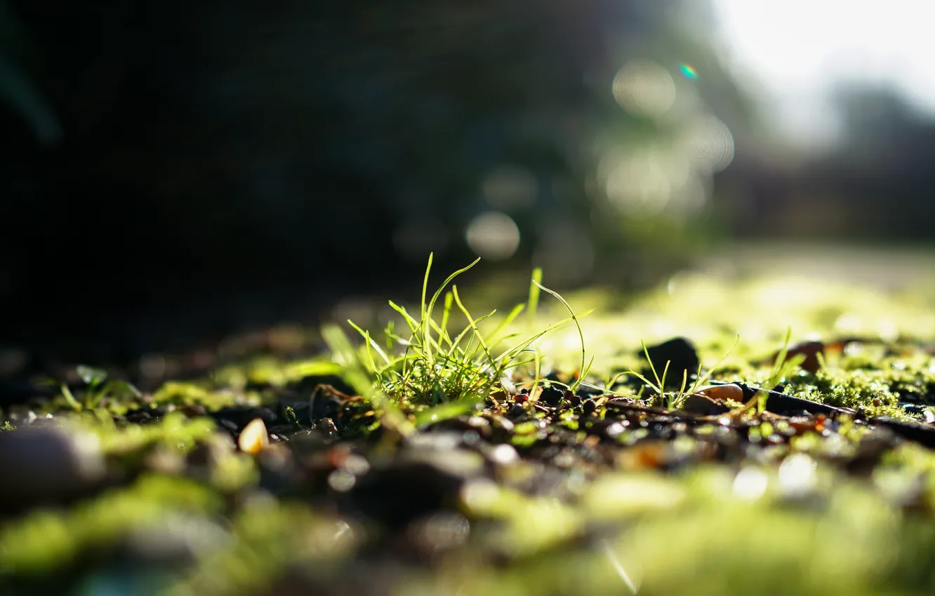 Photo wallpaper greens, grass, the sun, light, focus