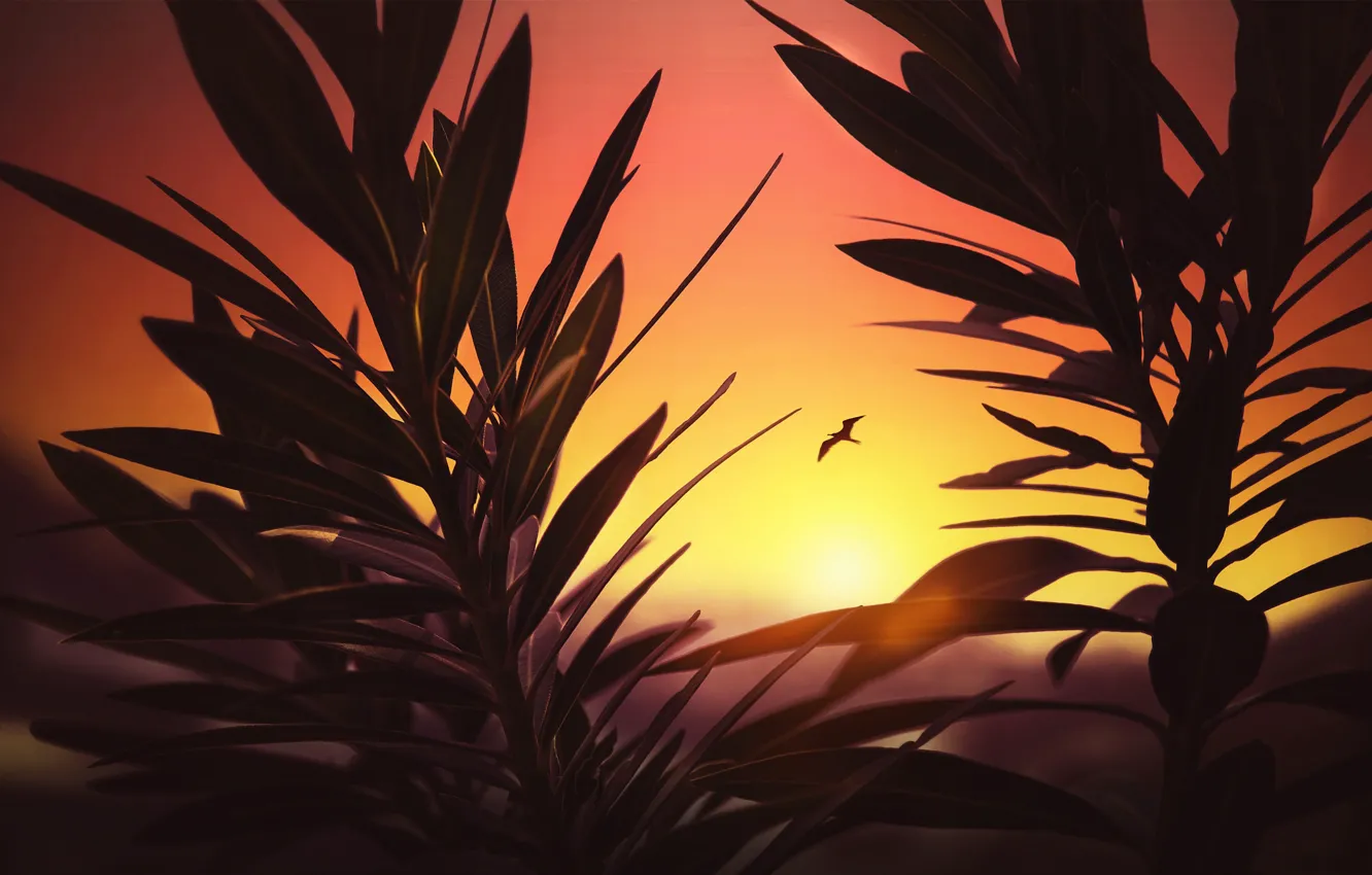 Photo wallpaper sunset, bird, plants, silhouette, glow