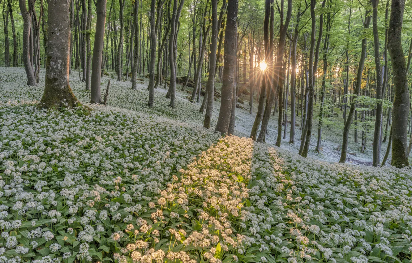 Photo wallpaper forest, light, trees, thickets, ramsons