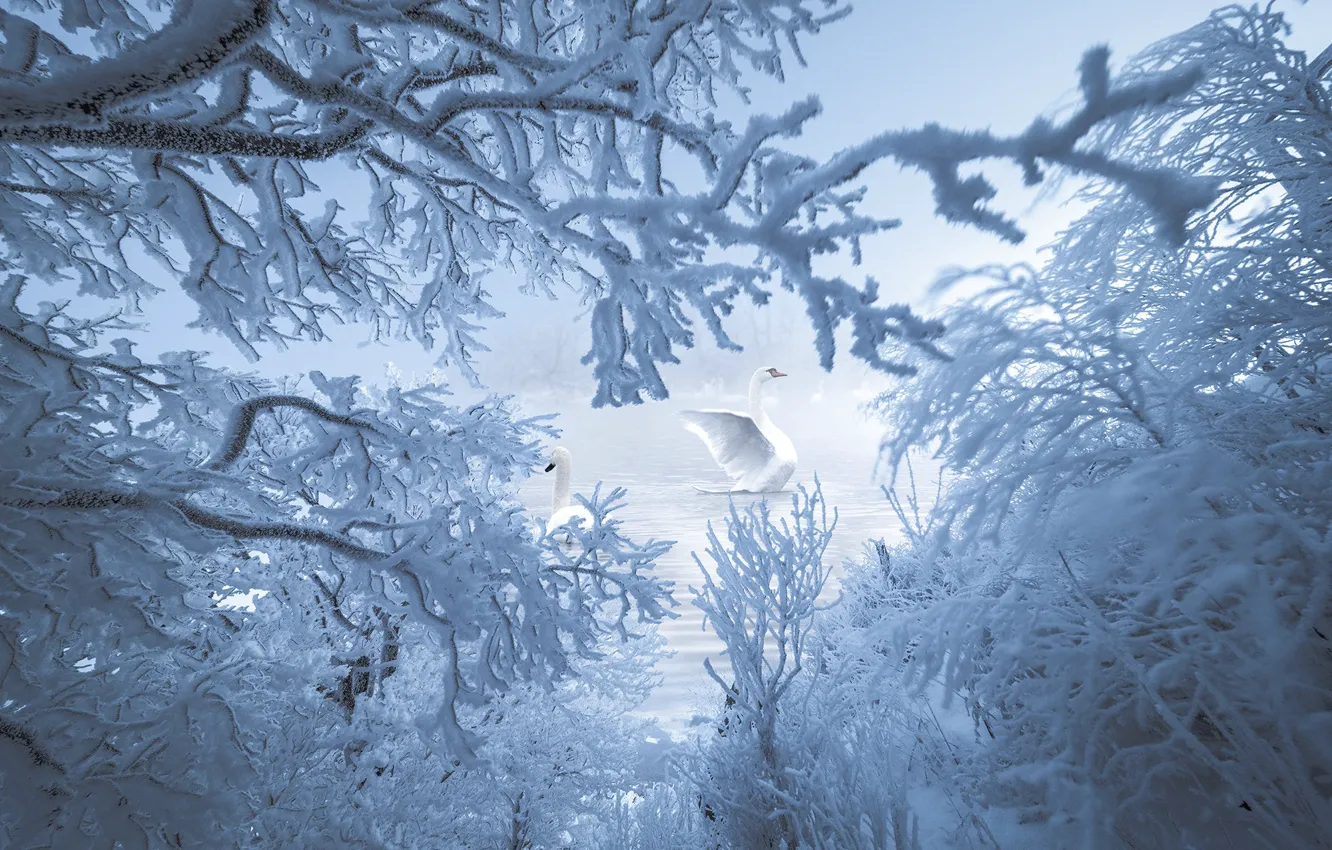 Photo wallpaper winter, frost, snow, trees, branches, lake, pond, thickets