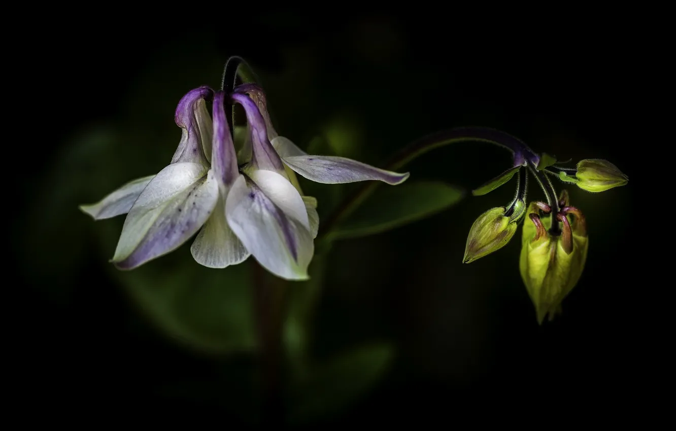 Photo wallpaper flowers, background, buds, Aquilegia, the catchment, Orlik