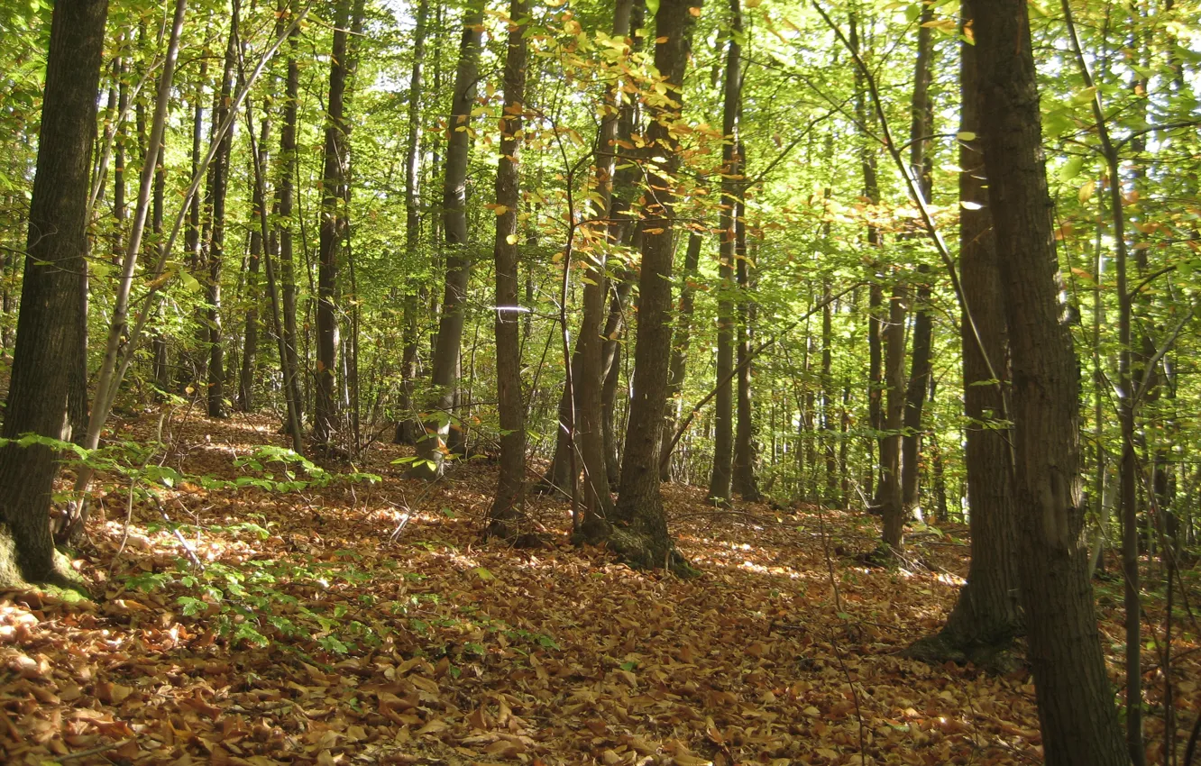 Photo wallpaper autumn, forest, foliage, forest, autumn, leaves, fall