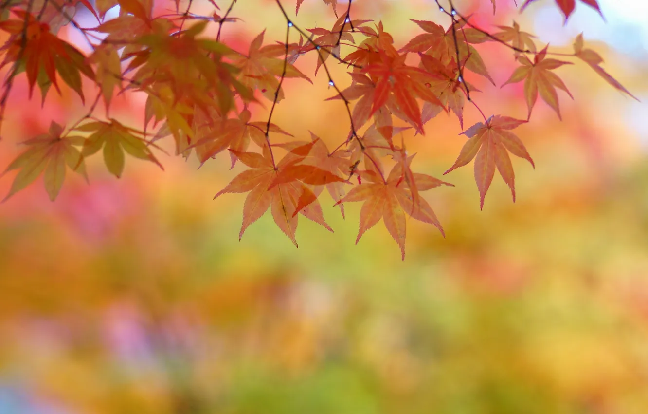 Photo wallpaper autumn, leaves, trees, yellow, maple, crown