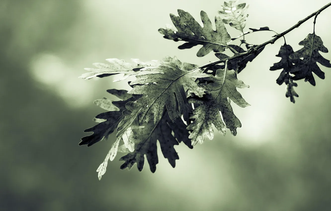 Photo wallpaper leaves, macro, nature