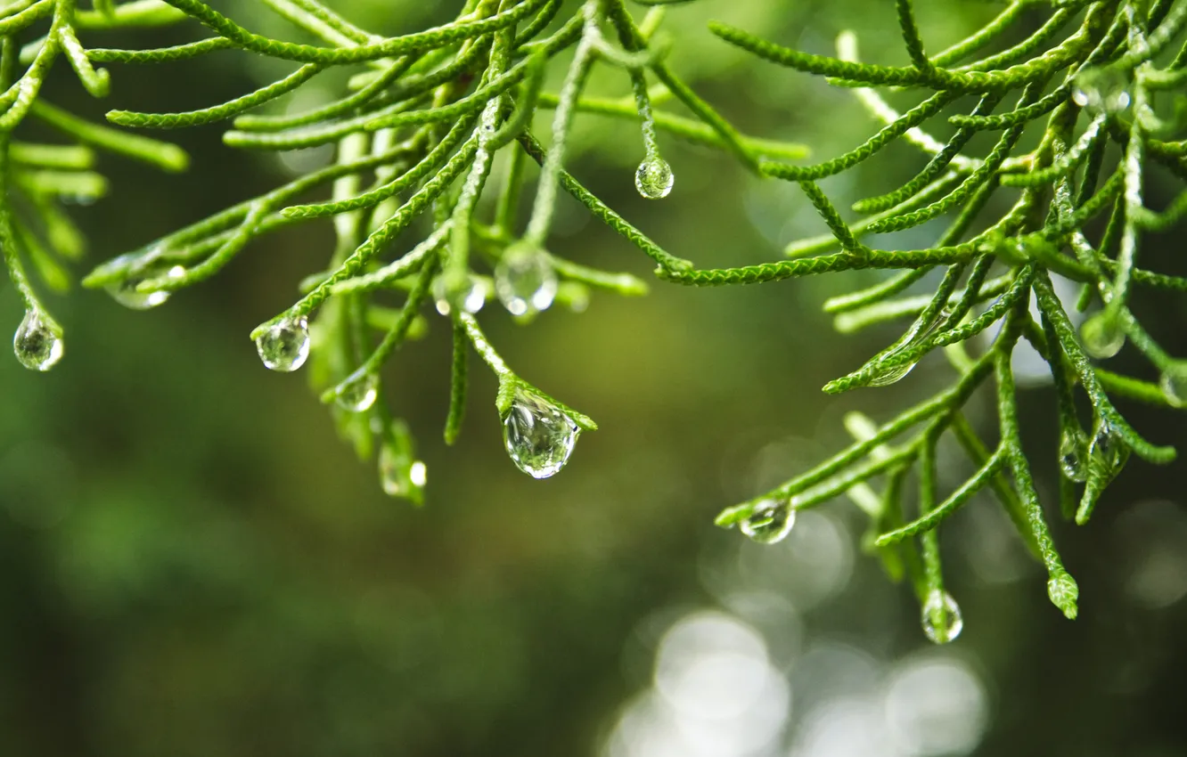 Photo wallpaper water, drops, macro, Wallpaper, plant