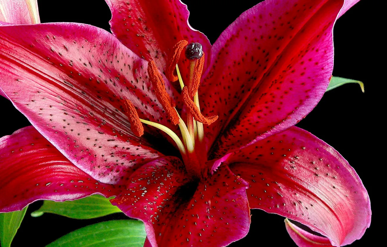 Photo wallpaper leaves, flowers, Lily, petals