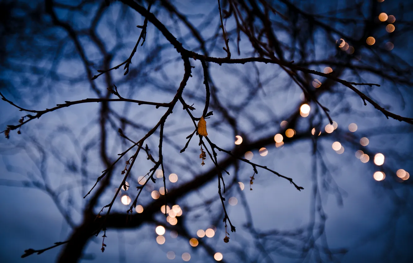 Photo wallpaper leaves, branches, lights, tree, stems, buds