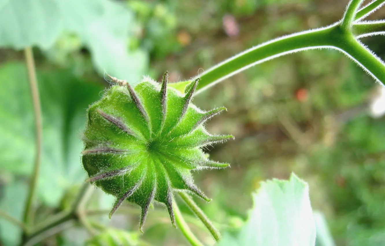 Photo wallpaper green, pink, Beuatiful, orange and white
