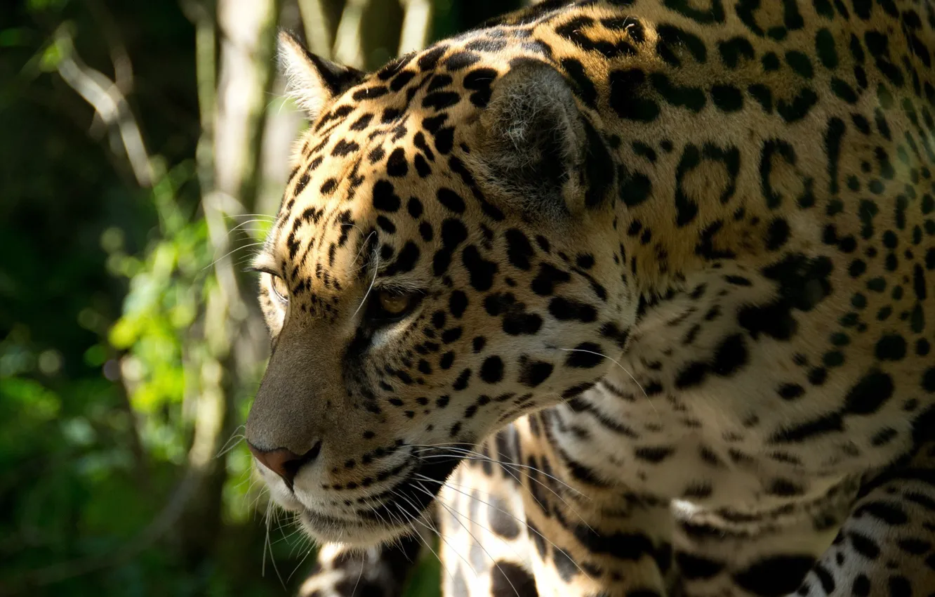 Photo wallpaper face, predator, Jaguar, profile, wild cat