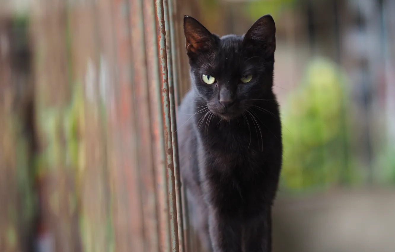 Photo wallpaper cat, look, black