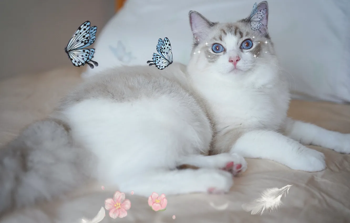 Photo wallpaper cat, cat, look, butterfly, collage, treatment, bed, lies