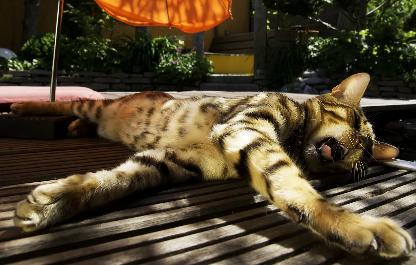Photo wallpaper cat, the sun, umbrella, lies, striped, yawns