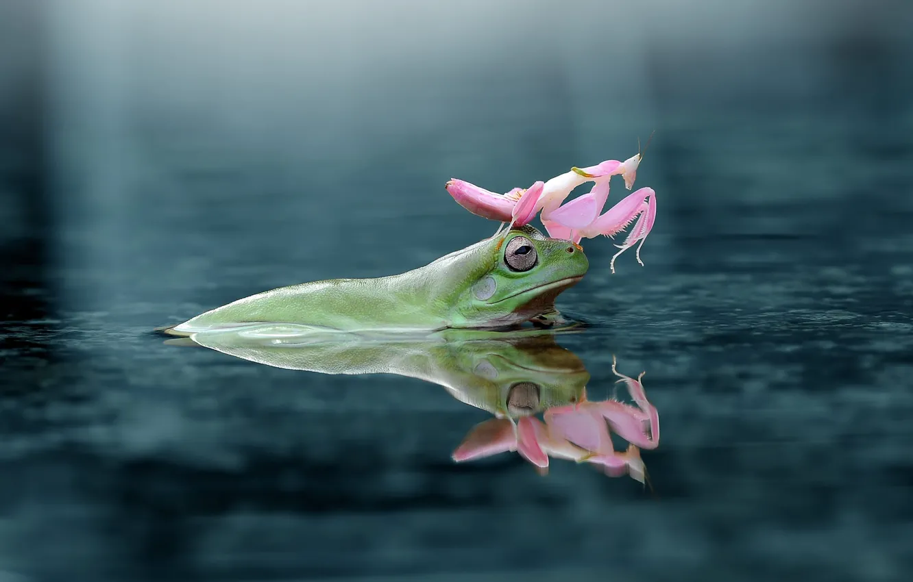 Photo wallpaper look, water, reflection, background, pink, frog, mantis, insect